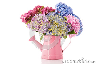 Bouquet pink and blue Hydrangea Stock Photo