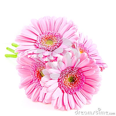 Bouquet pink gerber Stock Photo