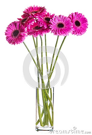 Bouquet of pink Gerbera flowers Stock Photo