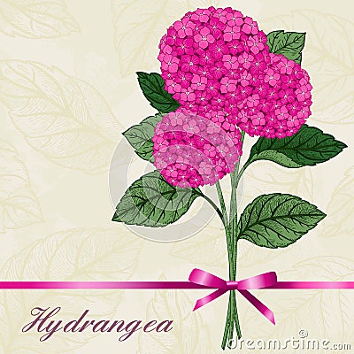 Bouquet of pink hydrangeas. Vector Illustration