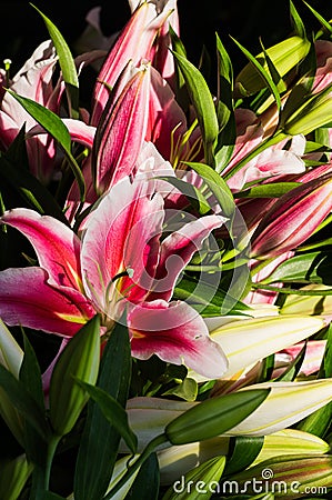 Bouquet of pink lilies. Background of bright flowers Stock Photo