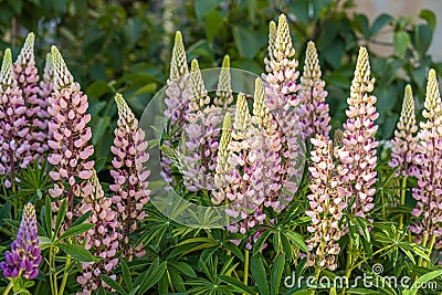 Bouquet of pink lupine flowers is on a green leaves background Stock Photo