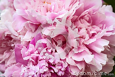 The bouquet of the pink peonies. Stock Photo