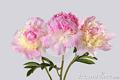 Bouquet of pink peonies in a vase Stock Photo