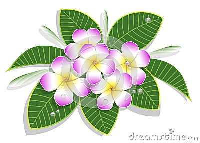 bouquet of pink plumeria Vector Illustration