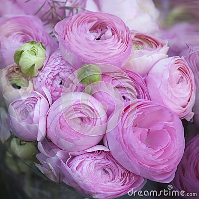 The Bouquet of pink Ranunculaceae for sale Stock Photo