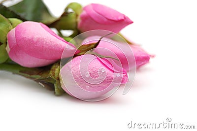 bouquet-pink-roses-7722704.jpg