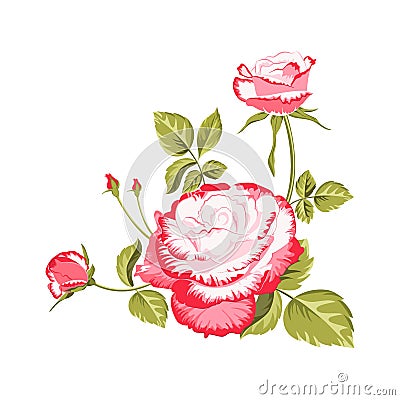 Bouquet of pink roses Vector Illustration