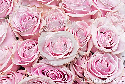 Bouquet of pink roses, many purple flowers Stock Photo