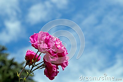 A bouquet of pink roses shot from close range on the background of the summer blue cloudy sky. Stock Photo