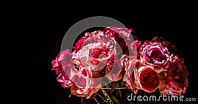 A bouquet of pink roses in sunlight Stock Photo