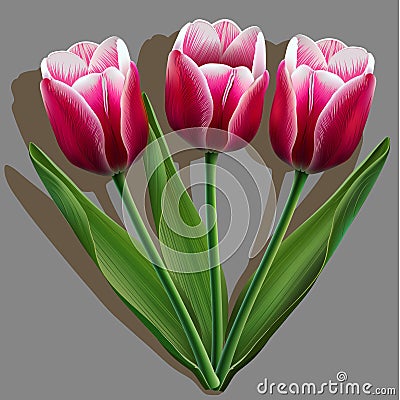 Bouquet of pink tulips on gray Vector Illustration