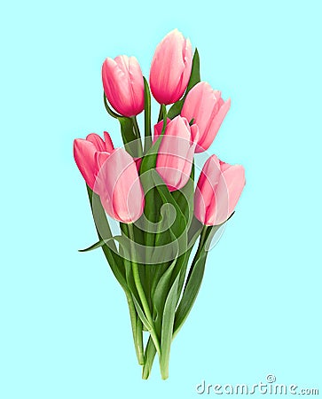 Bouquet of pink tulips isolated on blue background. Spring flowe Stock Photo