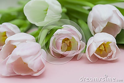 Bouquet of pink tulips on a pink paper background. Spring card mockup with place for text. Five flowers tulip close-up. Tulip - a Stock Photo