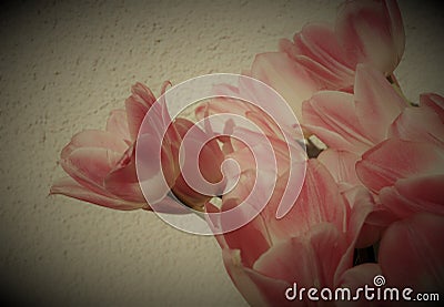 Bouquet of pink tulips on white background signs of spring beautiful Wallpaper Stock Photo