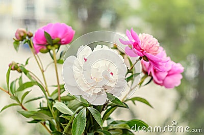 Bouquet of pink and white peony flowers with buds, bokeh blur Stock Photo