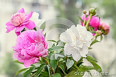 Bouquet of pink and white peony flowers with buds, Stock Photo