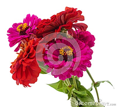 A bouquet of pink zinnias Stock Photo