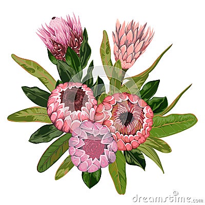 Bouquet with protea flowers, buds and leaves. Decorative holiday floral background. Vector Illustration