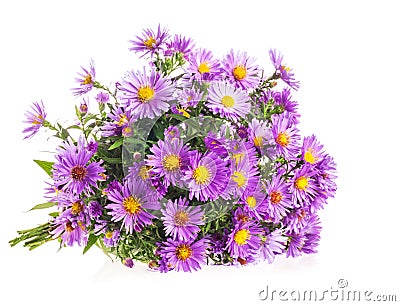 Bouquet Purple autumn flowers Stock Photo