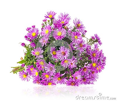 Bouquet Purple autumn flowers Stock Photo