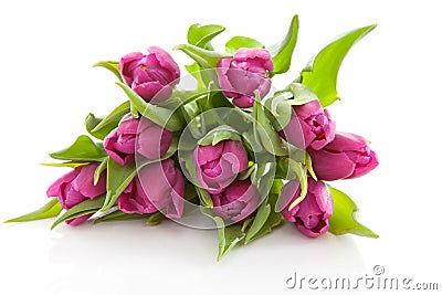 Bouquet of purple Dutch tulips Stock Photo