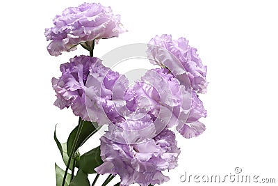 Bouquet of purple Lisianthus isolated a white background Stock Photo