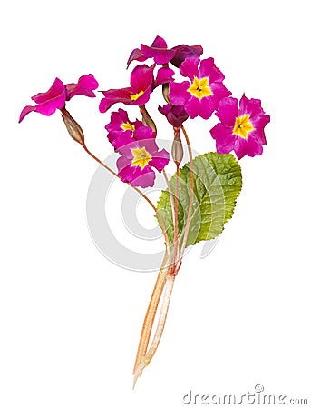 Bouquet of purple primroses isolated on white background Stock Photo