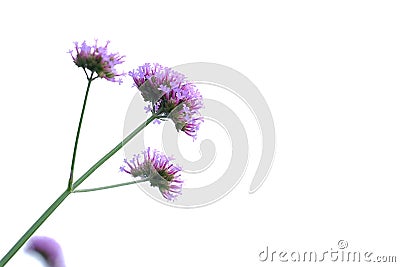 A bouquet purple verbena flower blossom on white isolated background Stock Photo