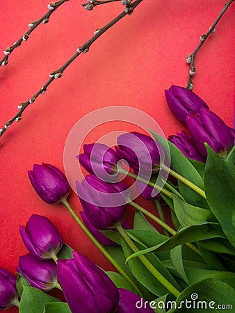 Bouquet of purpleviolet tulips background. Spring flowers. Greeting card for Valentine`s Day, Woman`s Day and Mother`s Day. Stock Photo