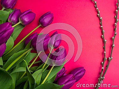 Bouquet of purpleviolet tulips background. Spring flowers. Greeting card for Valentine`s Day, Woman`s Day and Mother`s Day. Stock Photo