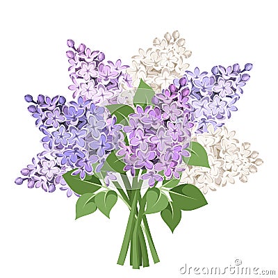 Bouquet of purple and white lilac flowers. Vector illustration. Vector Illustration