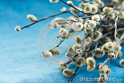 Bouquet of willow twigs branches on light blue background, sunlight, spring, easter concept, copyspace Stock Photo