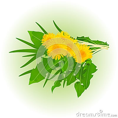 Realistic dandelion flowers Vector Illustration