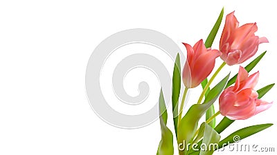 Bouquet of realistic tulips on a white background. Composition of pink tulips buds Vector Illustration