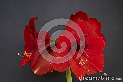 Bouquet of red Amaryllis (Amaryllidaceae) Stock Photo