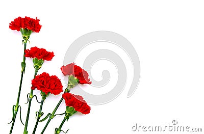 Bouquet of red carnations Dianthus caryophyllus on white background with space for text. Top view, flat lay Stock Photo