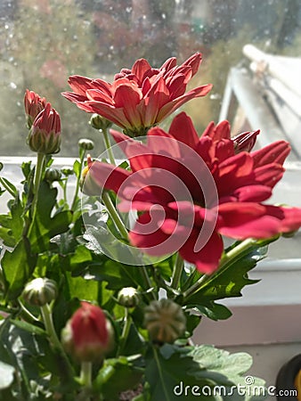 Bouquet of the red chrysanthemums Stock Photo