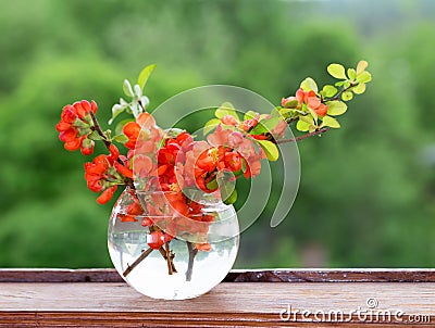 Bouquet of red flowers of a quince in a glass vase at a window Stock Photo