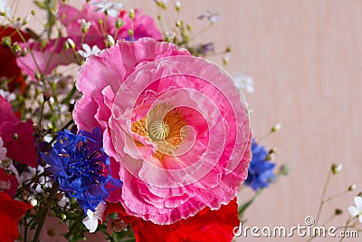 Bouquet of red and pink poppy and blue cornflower on light background close up. Summer flowers background. Stock Photo