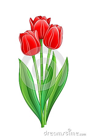 Bouquet of red tulips Vector Illustration