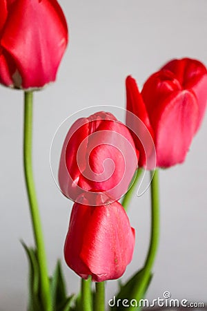 Bouquet of red tulips on a light background. Spring bouquet, March 8. Postcard, photo, holiday, presentation. Stock Photo