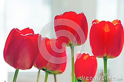 Bouquet of red tulips in soft selective focus Stock Photo
