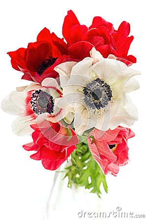 Bouquet of red, white and pink anemone flowers Stock Photo