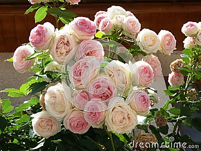 Bouquet of romantic pale roses Stock Photo