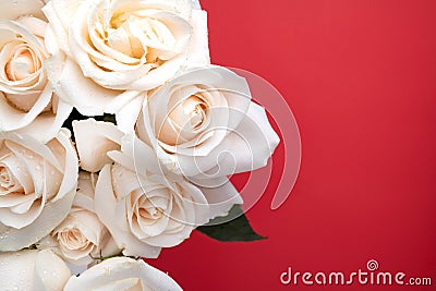 bouquet of roses with dew drops close-up on a red background. Space for text. Natural background for a postcard Stock Photo
