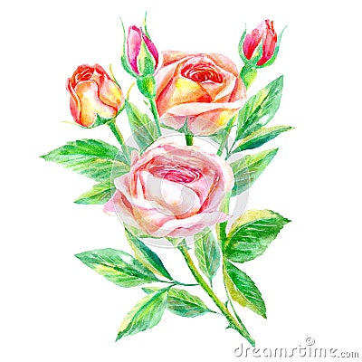 Bouquet of roses. Garden flower. Cartoon Illustration