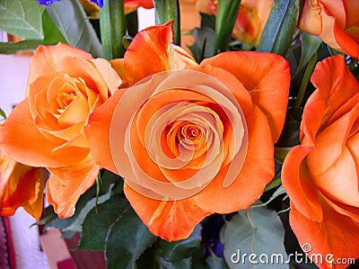 Bouquet of Roses Orange Swirl Stock Photo