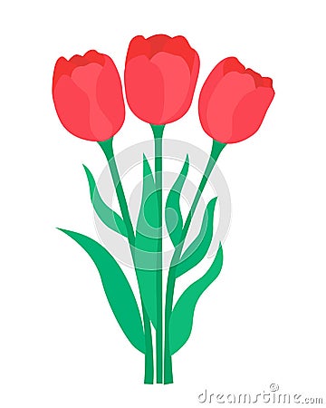 Bouquet scarlet tulips Vector Illustration