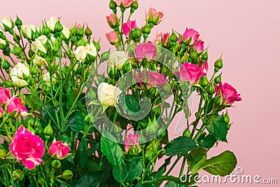 Bouquet of small colored roses on a rose background - Image Stock Photo